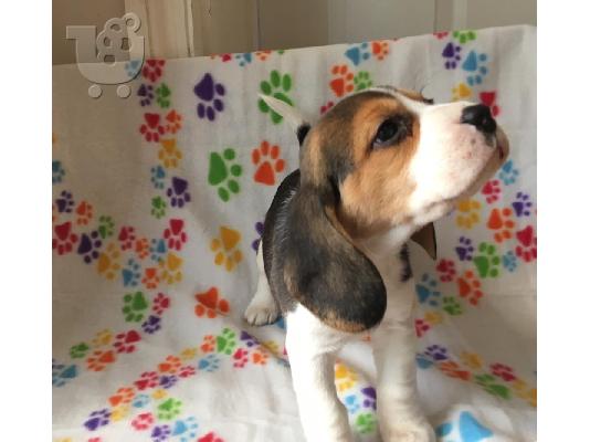 Beagle κουτάβια διαθέσιμα προς πώληση